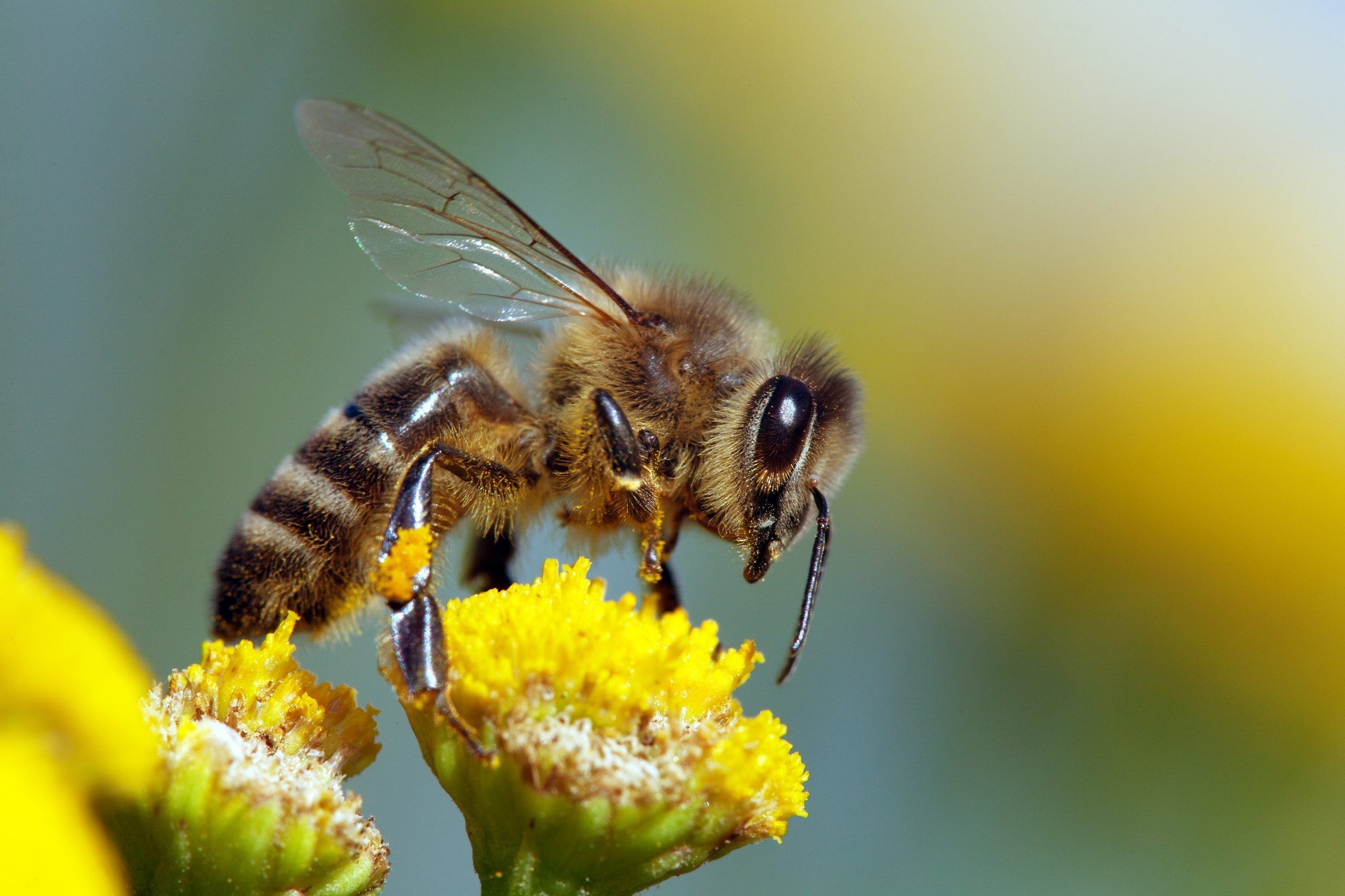 How Do Bees Reproduce A Factual Overview