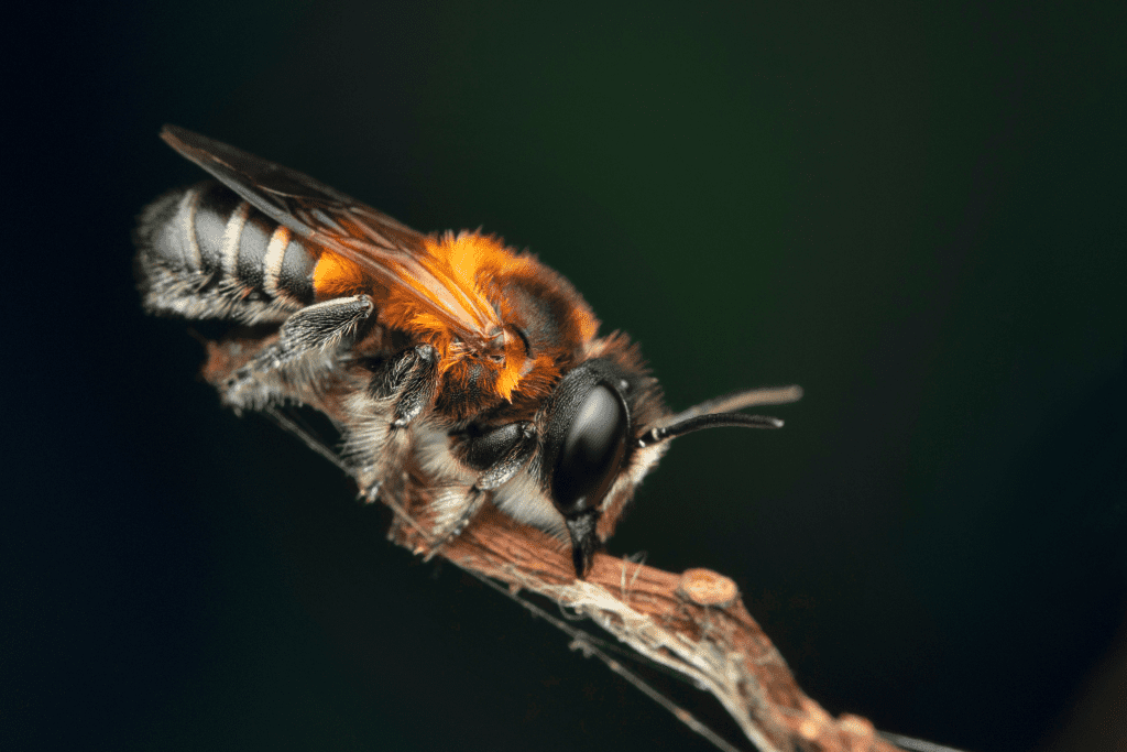 How Do Bees Reproduce A Factual Overview