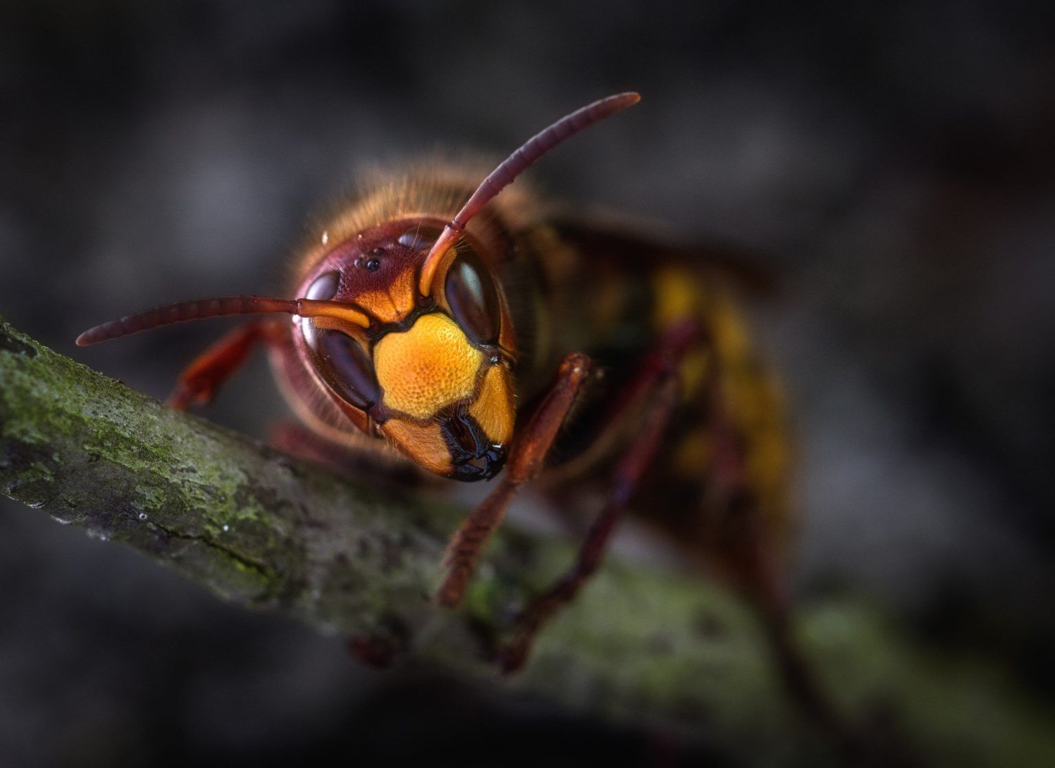 Hornet Anatomy | Exoskeleton & Parts Of A Hornet