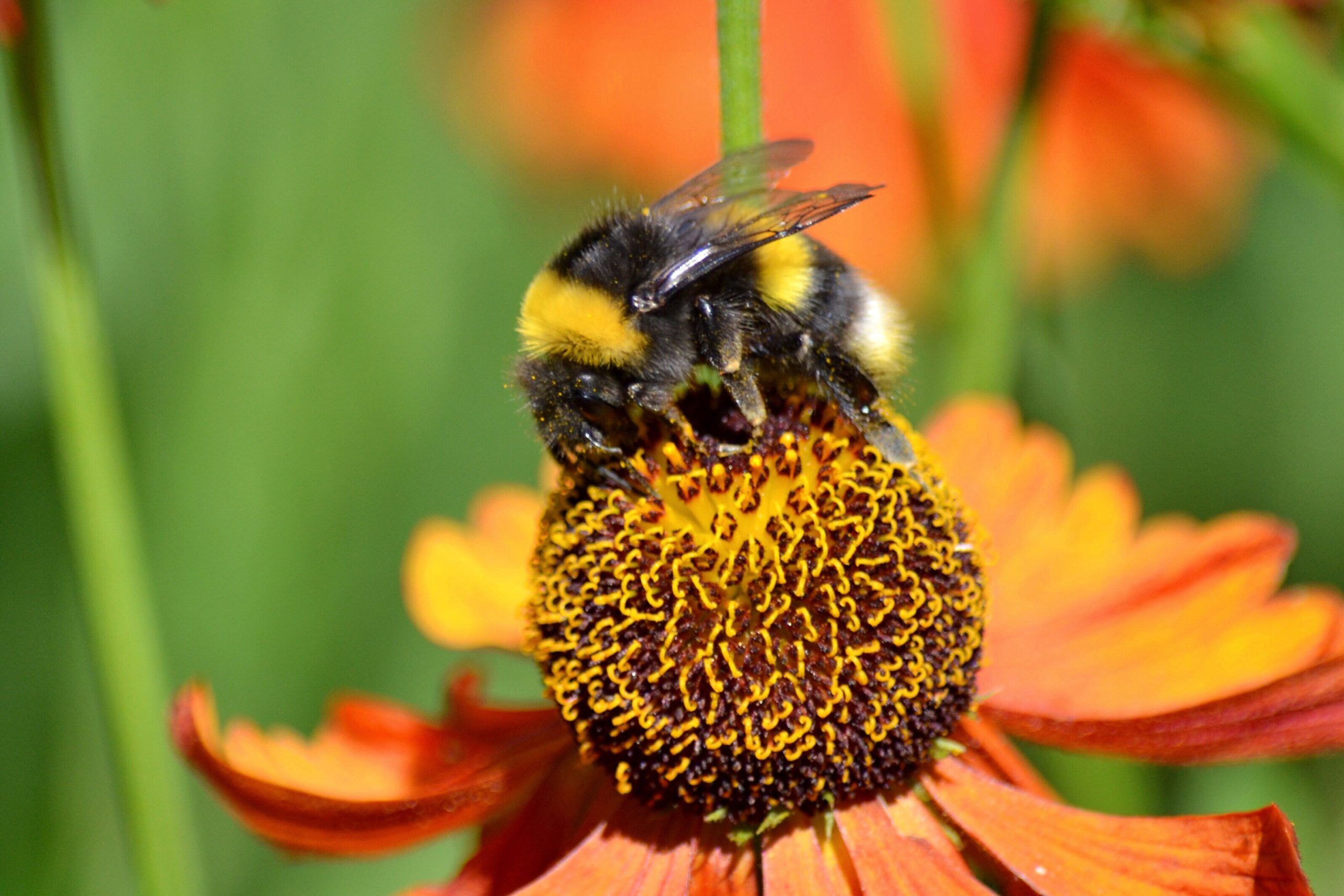 Can You Pet A Bumblebee? | Where To Find &amp; How To Pet A Bumblebee?