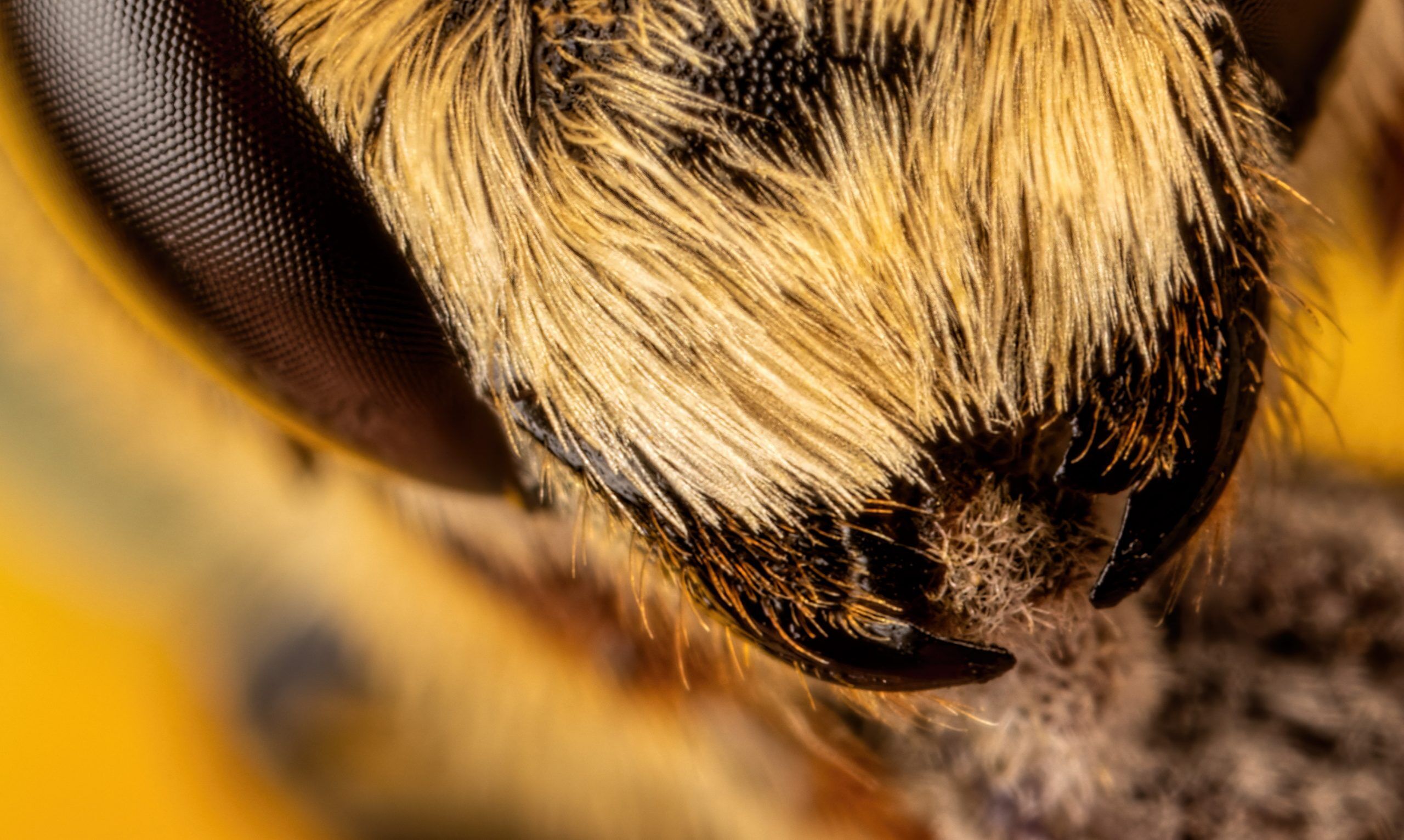 Do Bees Have Teeth? | What Do Bees Use Their Teeth For?