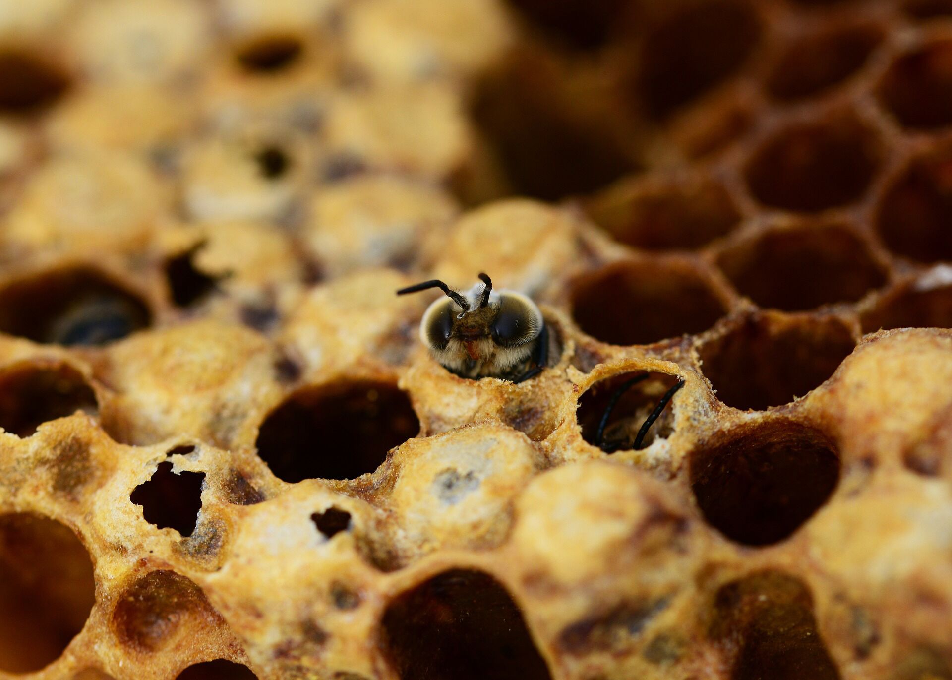 Bee Larvae | What Do They Look Like & Larval Stages?