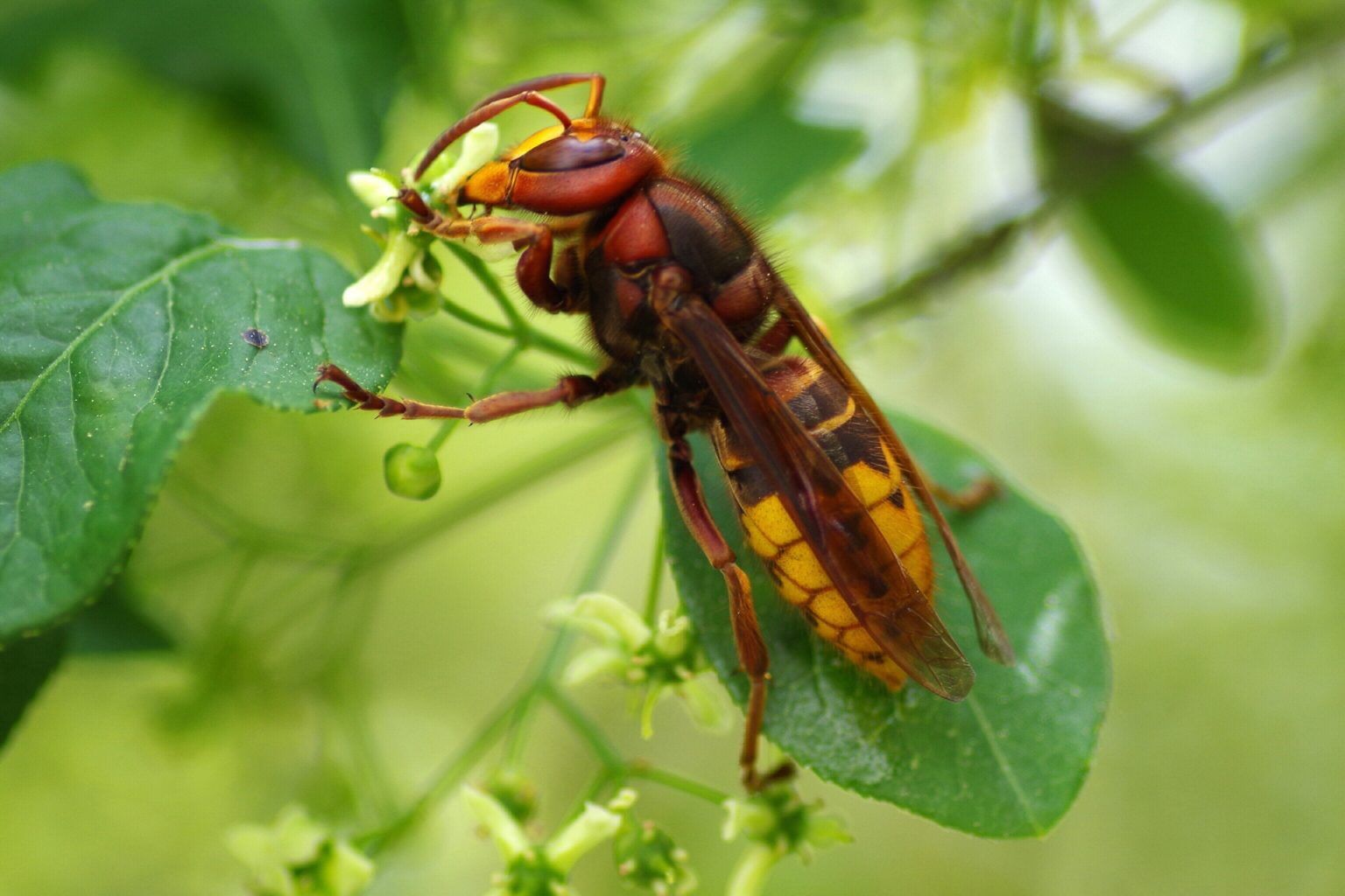 Hornet Anatomy | Exoskeleton & Parts Of A Hornet