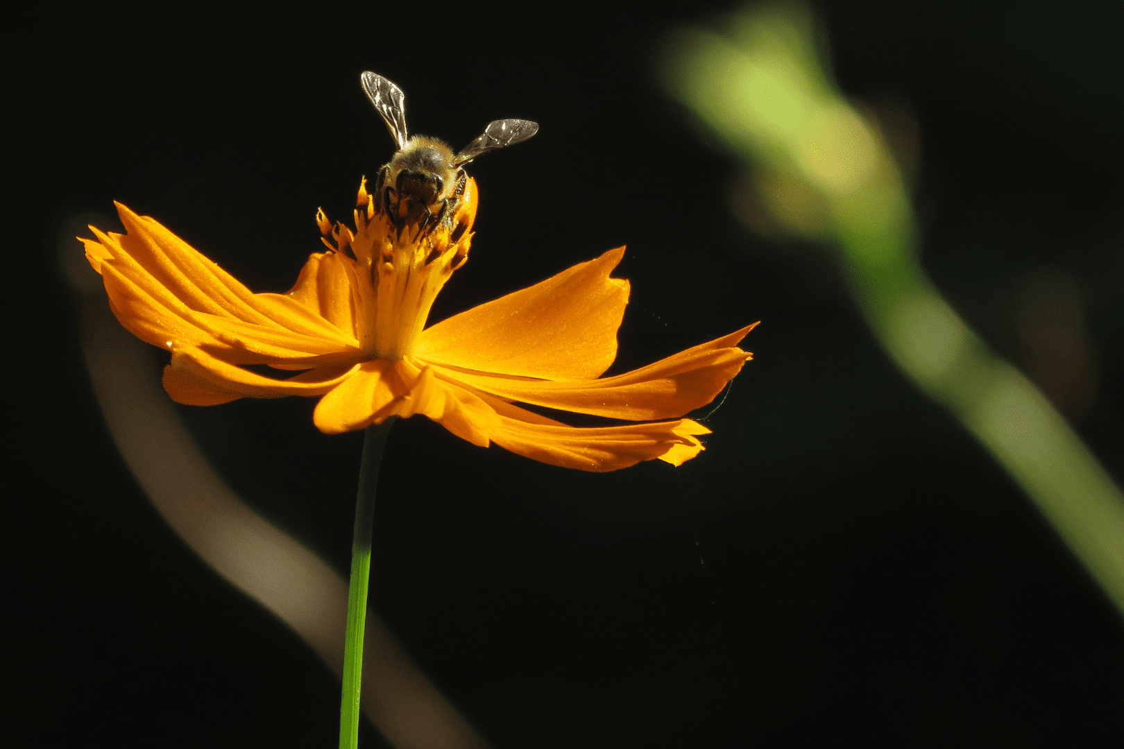 Do Bees Fly At Night? | Which Bees Fly At Night &amp; Why?