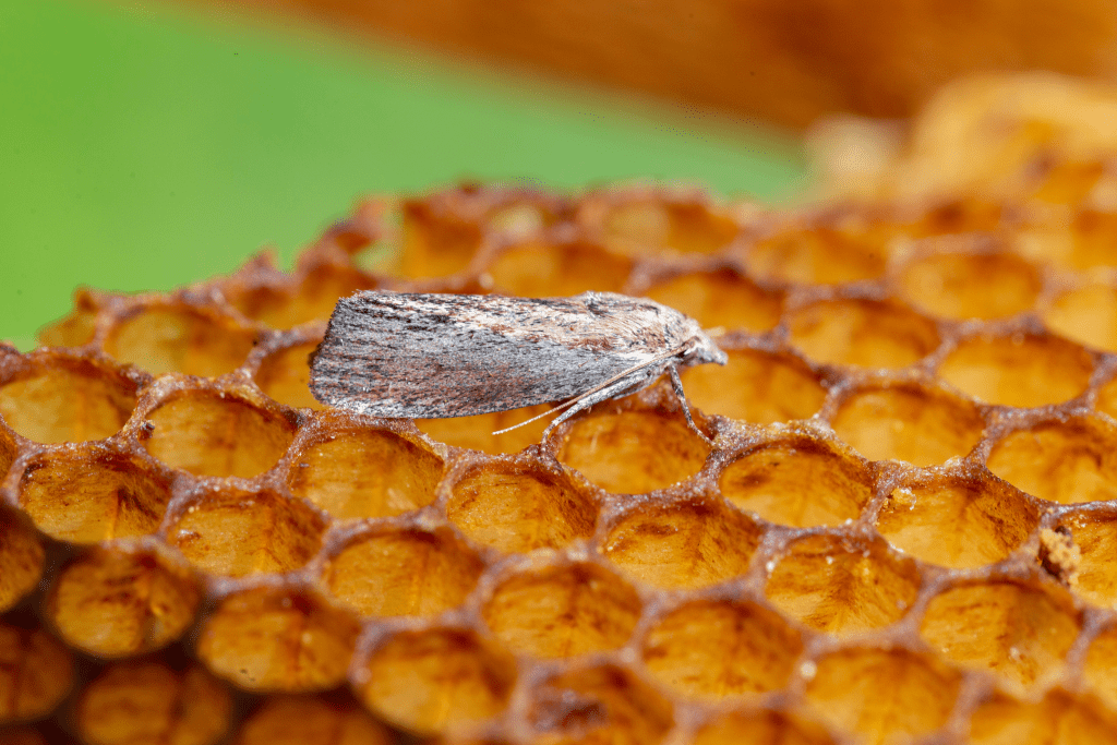 what is a what moth - wax moth standing on honeycomb