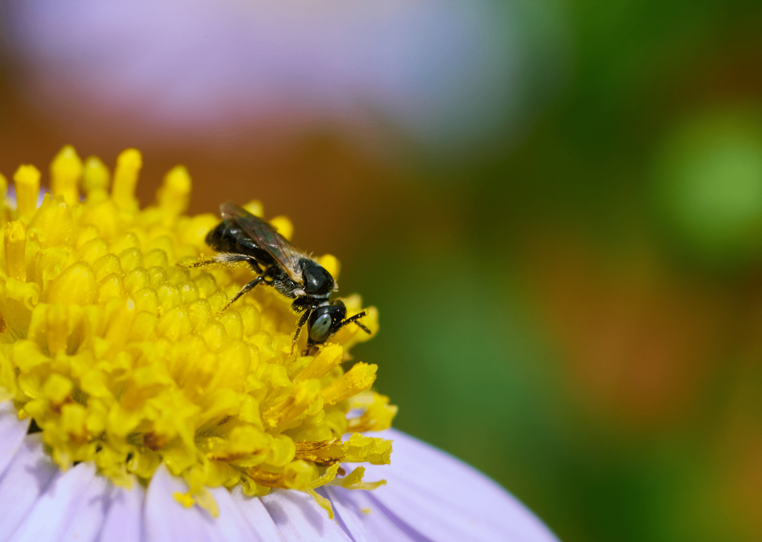 Vulture Bees | 10 Facts On This Carnivorous Bee! | BeesWiki