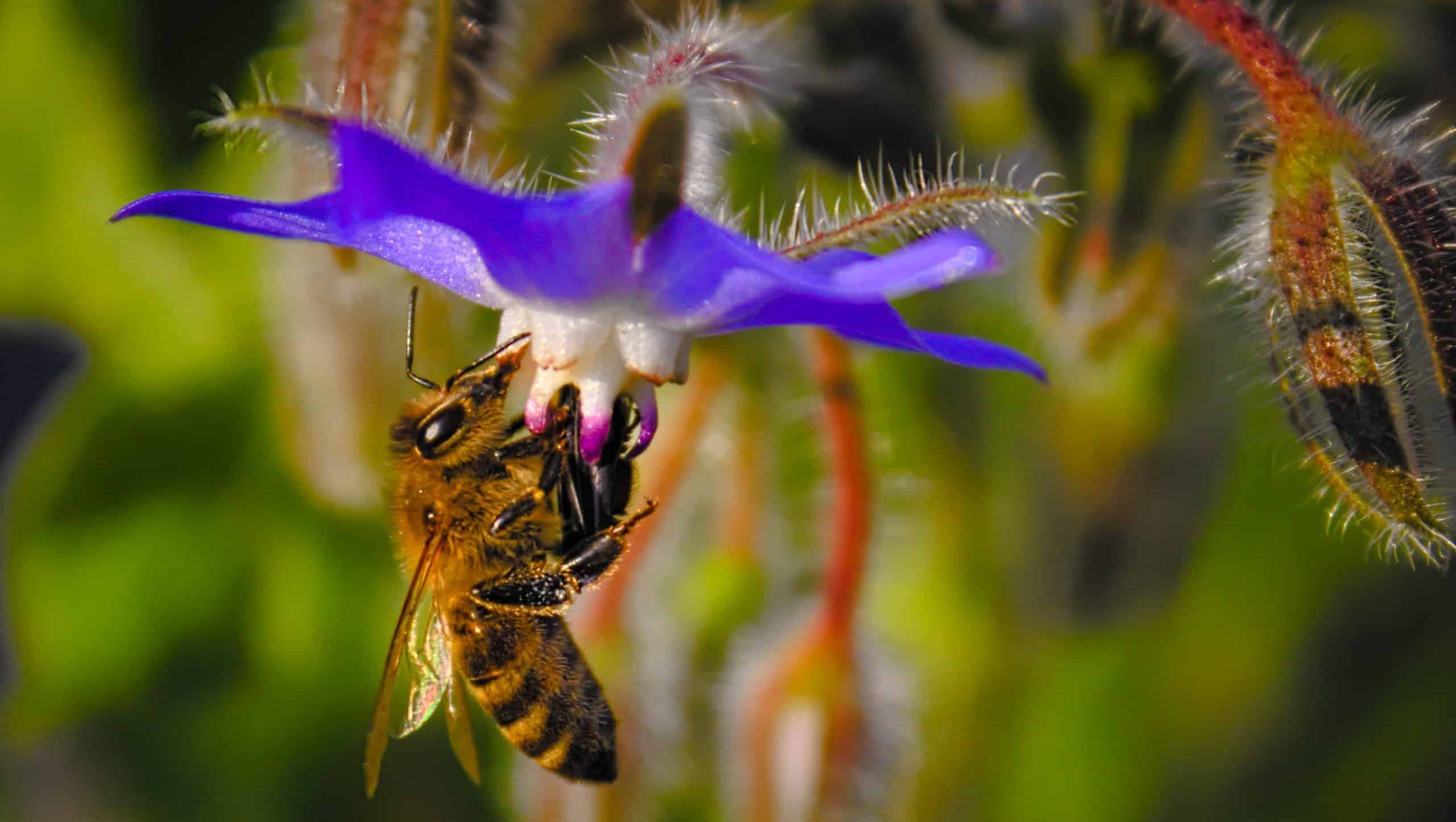 Borage Seeds - 35 To 640 Seeds, Starflower Herb For Bees & Pollinators 12 thumbnail image