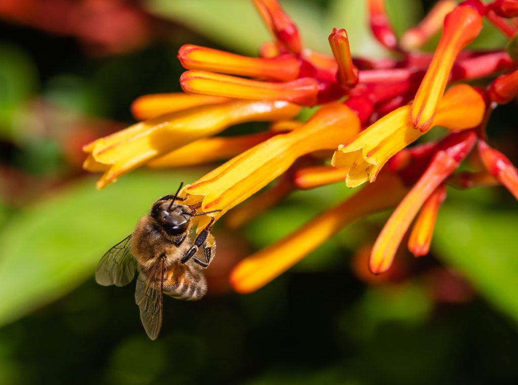 Can Bees Get Drunk? | Here's What You Need To Know