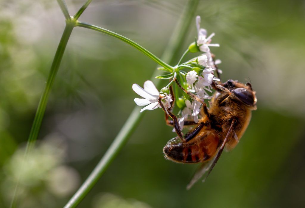 Are Bees Endangered? | Which Bees Are Endangered & How Can We Help?