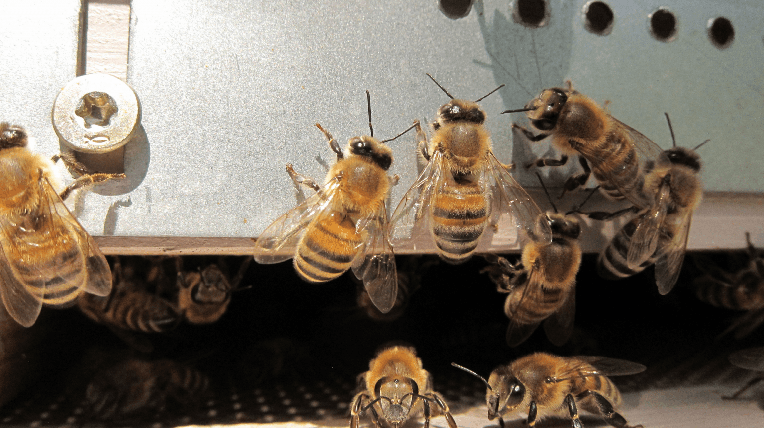 Bee Wings What Are They Made Up Of Uses