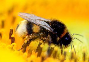 Do Bumblebees Sting? | Is Bumblebee Sting Dangerous & Can They Sting