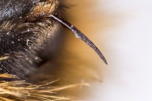 Do Bumblebees Sting? | Is Bumblebee Sting Dangerous & Can They Sting