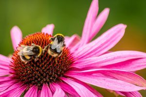 Do Bumblebees Sting? | Is Bumblebee Sting Dangerous & Can They Sting