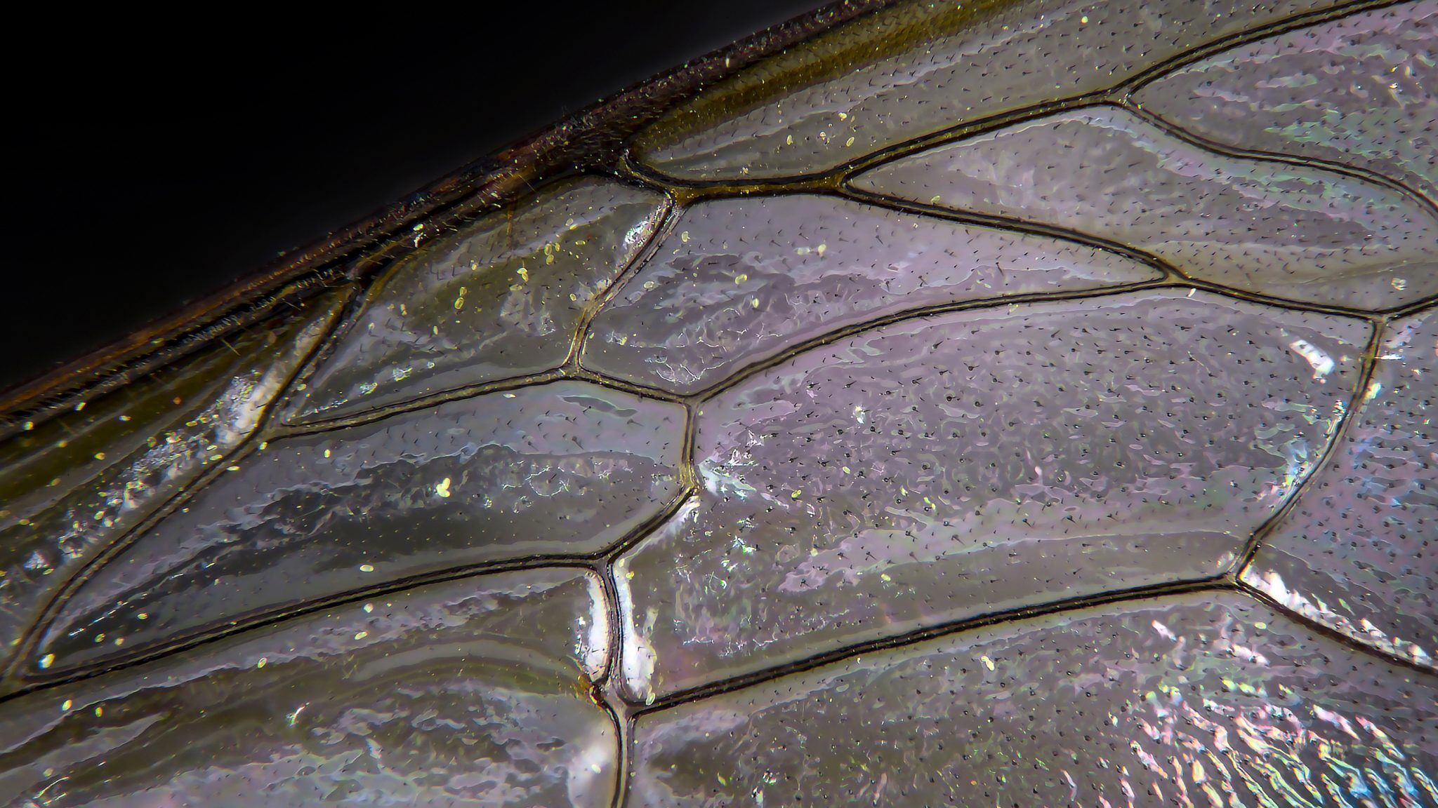 Bee Wings What Are They Made Up Of Uses