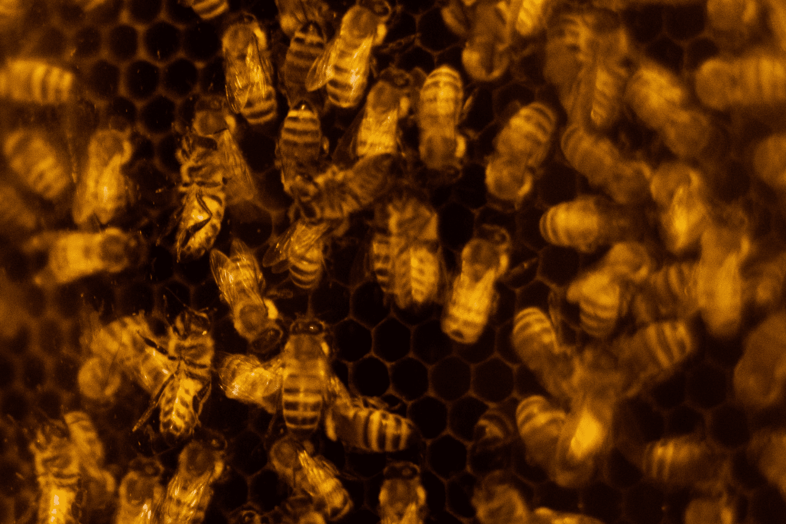 Vulture Bees | 10 Facts On This Carnivorous Bee! | BeesWiki