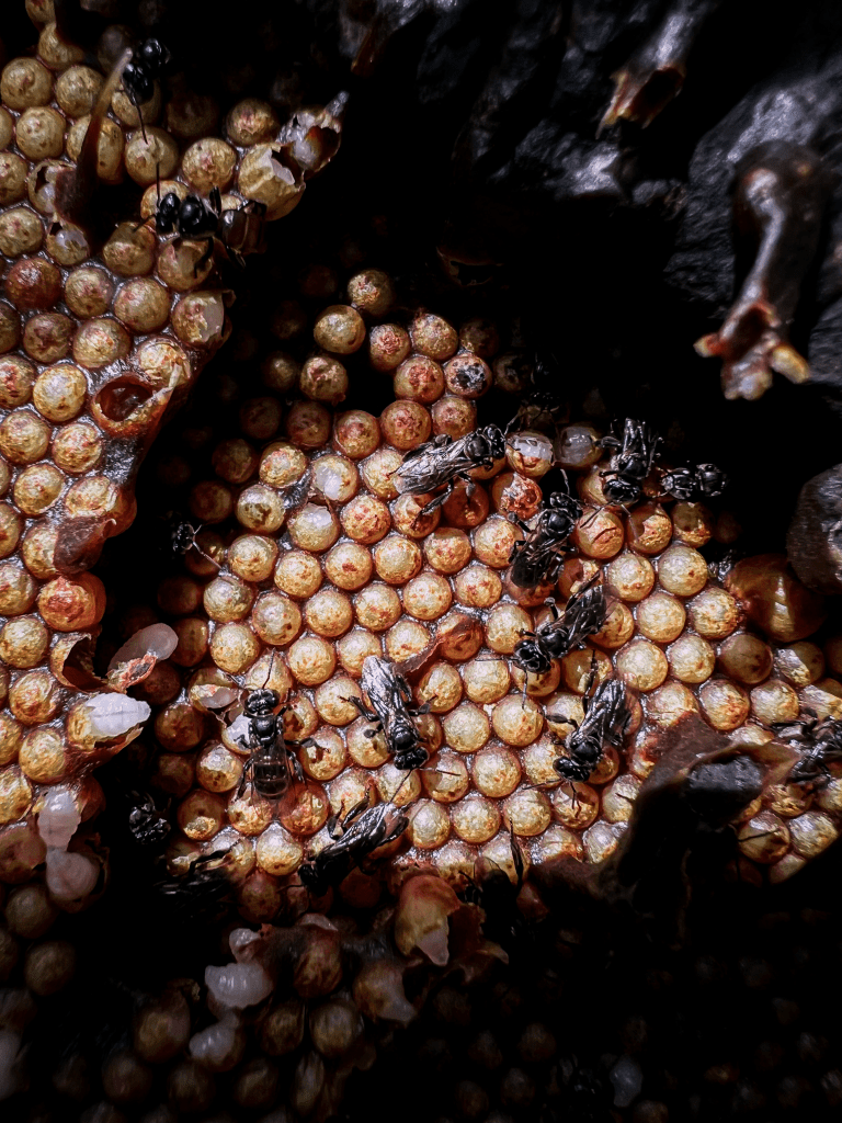 Vulture Bees 10 Facts On This Carnivorous Bee BeesWiki