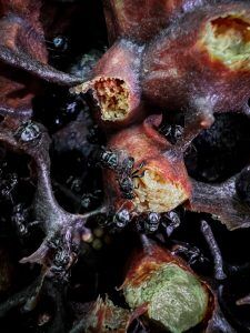 Vulture Bees | 10 Facts On This Carnivorous Bee! | BeesWiki