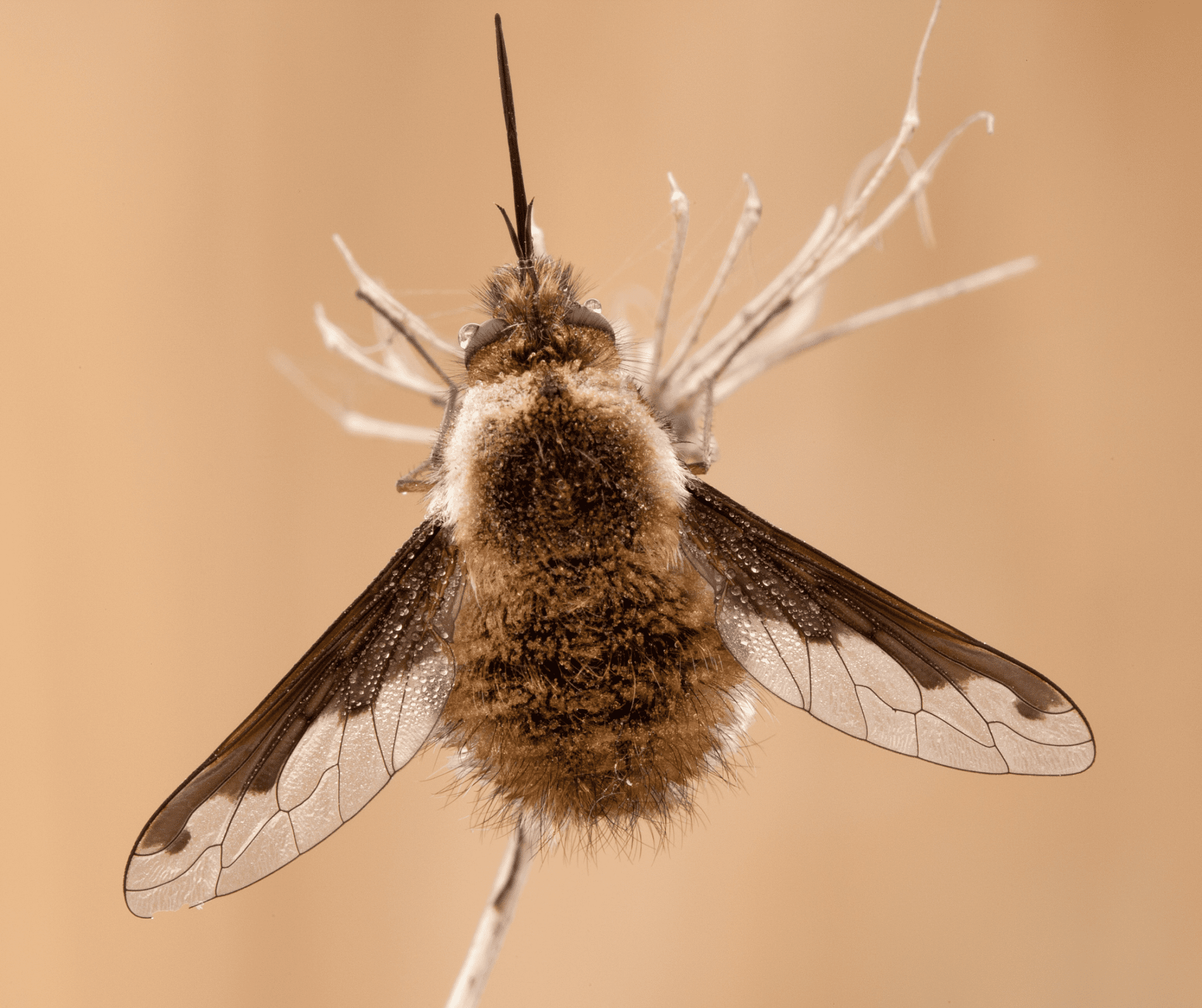 What Is A Bee Fly? | 10 Facts About This 'Bee Mimic'