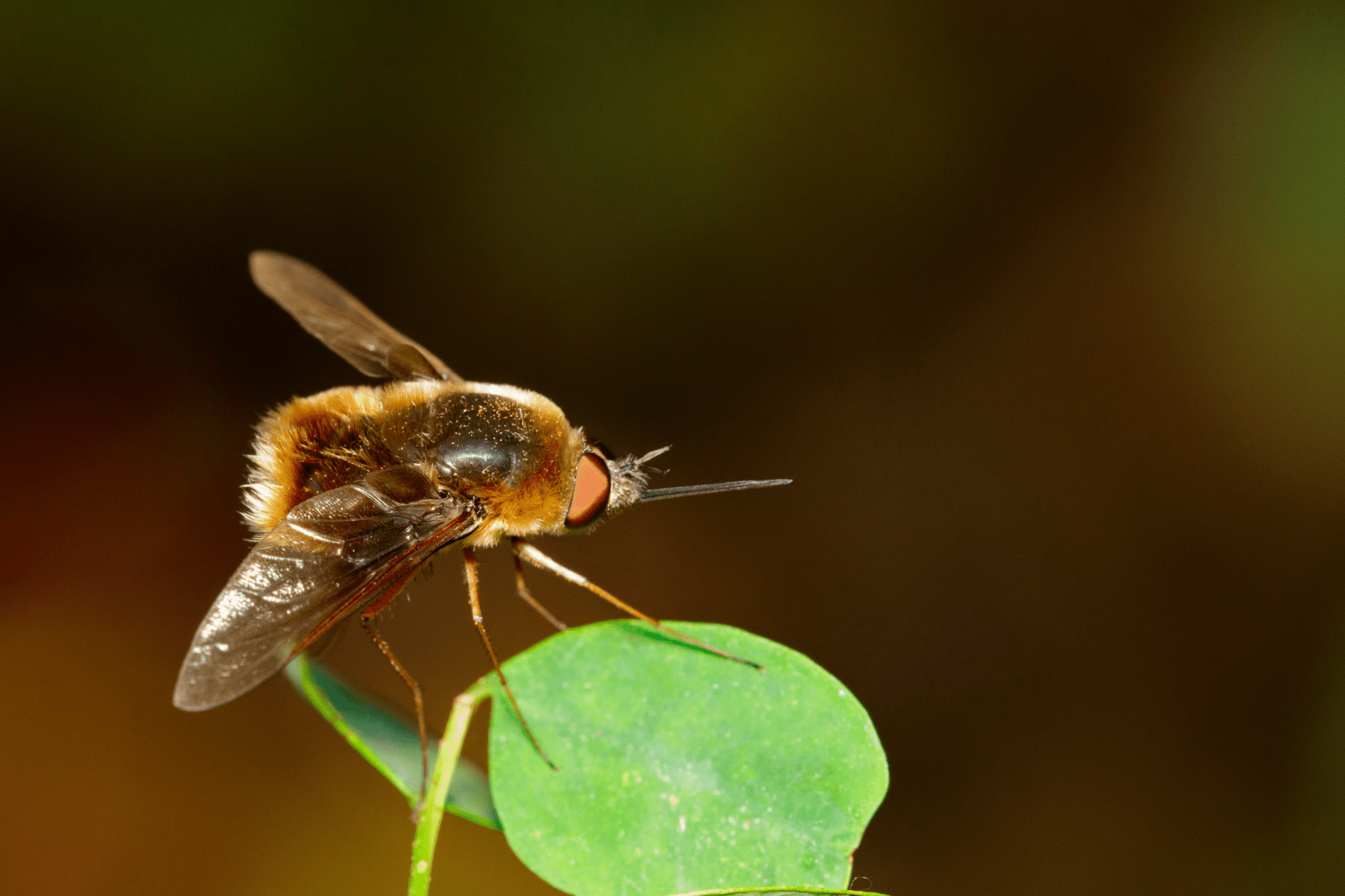 Can Bees Get Drunk? | Here's What You Need To Know