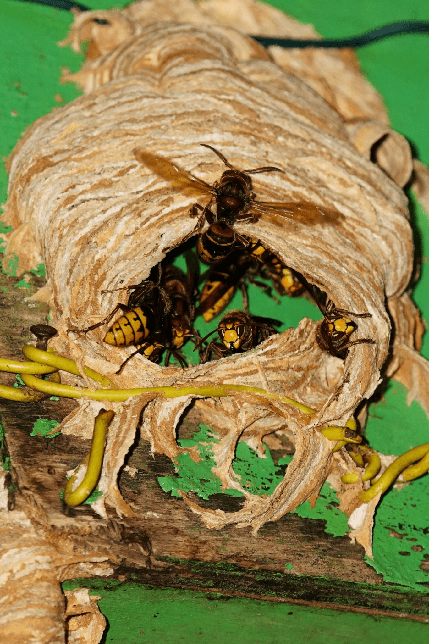 what-is-an-asian-giant-hornet-murder-hornets-beeswiki