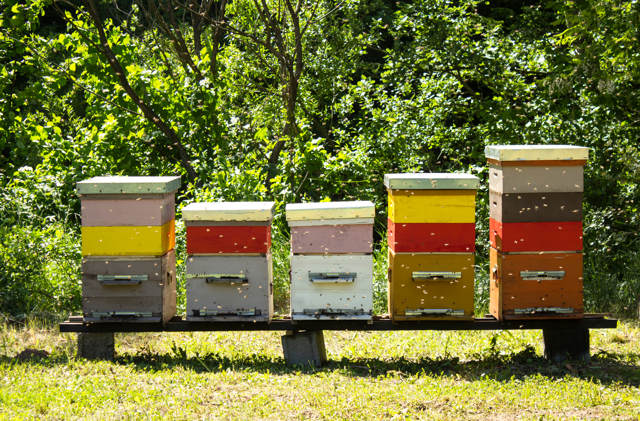 What Is An Apiary? | Must-Know Apiary Information | BeesWiki