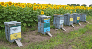 What Is An Apiary? | Must-Know Apiary Information | BeesWiki